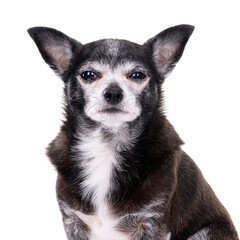 Black chihuahua isolated on a white background. Dog look at the camera