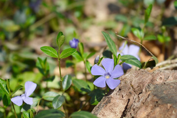 Lesser Periwinkle