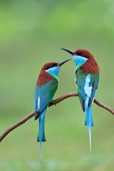 pair of Blue-throated bee-eater perching on stick catching flying wasp in open land during migration to Thailand