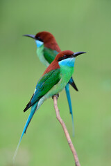 pair of merops viridis or Blue-throated bee-eater together on branch waiting for flying bee around, beautiful wild animal