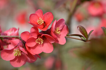 Obraz premium Japanese Flowering Quince
