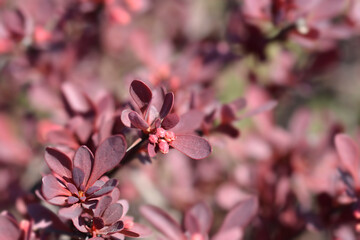 Purple Japanese barberry