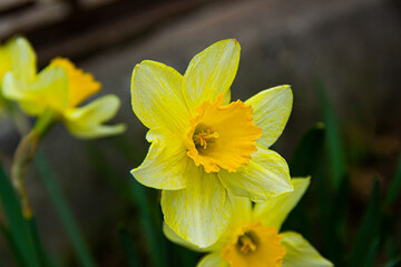 Bright yellow garden flower on the grass