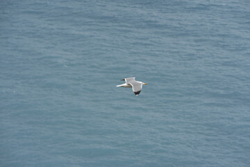 Seagull flying top view.