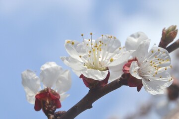 Spring, apricots have bloomed, flowers are photographed close-up against the blue sky.