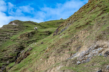 Sheep standing on the cliffs of the Silver Strand in County Donegal - Ireland