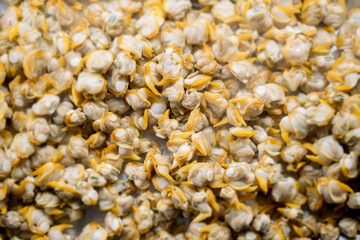 Berberechos a la parrilla de leña