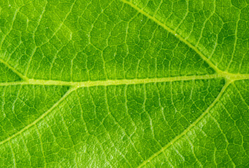 Fototapeta na wymiar Close-up green leaf texture - macro view of the veins of a leaf - green plant background