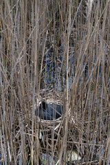 Eurasian coot is nesting on a nest hidden among reed stems in a wetland reed bed. Focus on the...