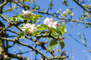 Fototapeta premium apfelblüte