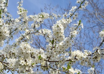 Cherry plum, blooms very beautifully, flowers are small, delicate in huge quantities.