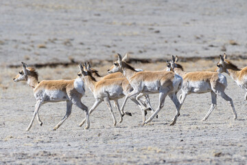 Wild Pronghorn Antelope on the High Plaines of Colorado.