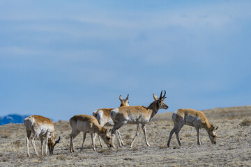 Naklejka na ściany i meble Wild Pronghorn Antelope herd in the Colorado Grasslands