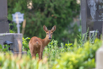Reh im Friedhof © Karo
