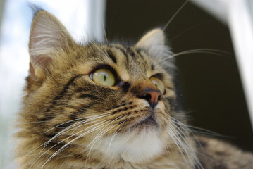 A mongrel cat named Chewbacca