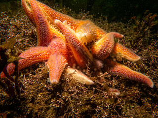 Two orange starfish in cold North Atlantic water hold on to one another. Picture from a scuba dive in Skagerakk and the Weather Islands on the Swedish west coast.