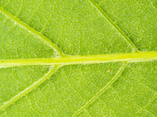 Close-up green leaf texture - macro view of the veins of a leaf - green plant background