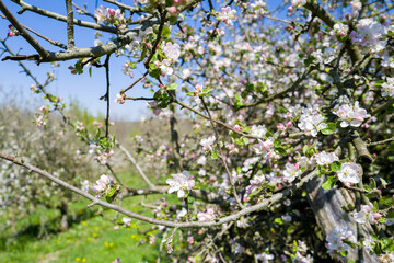 apfelblüte