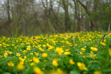 Butterblume