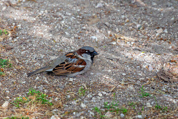 sparrow on the ground