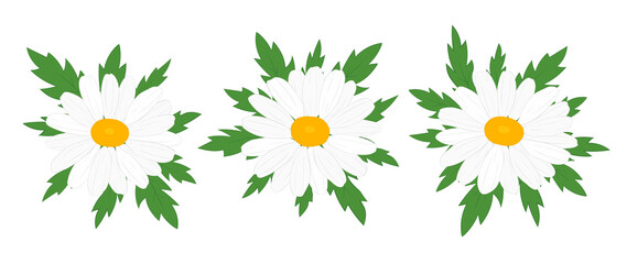 Set flowers daisies vector illustration	