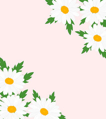 Frame greeting card daisies flowers vector Illustration