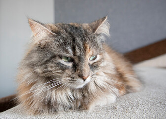 portrait of grey siberian sleepy cute cat at home