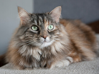 Fototapeta na wymiar portrait of grey siberian cute cat at home