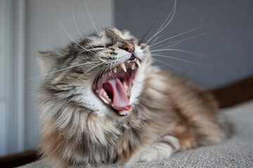 portrait of yawning grey siberian cat with teeth