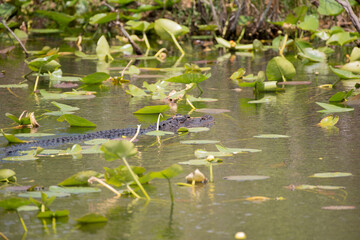 American Alligator