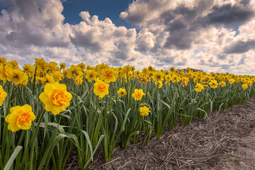 beautiful dutch daffodil flowers in field with blue cloudy sky background © Patrick Herzberg