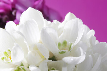Soft focus spring snowdrops bud. Nature horizontal background.