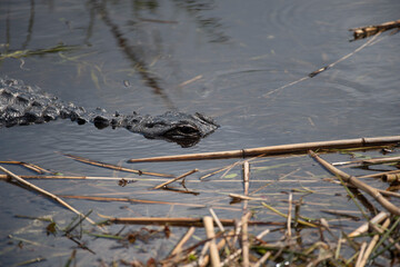 American Alligator