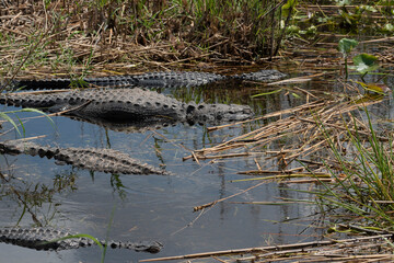 American Alligator