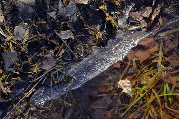 Melting snow on a field near a spring forest