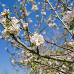 apfelblüte