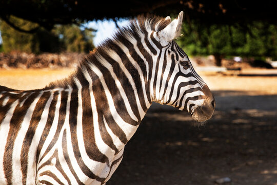 Zebra portrait beautiful standing