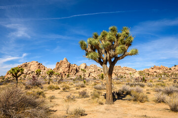 Fototapeta na wymiar Joshua Tree National Park, Mojave Desert, California