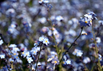 Jede Menge Vergissmeinnicht in einem Beet