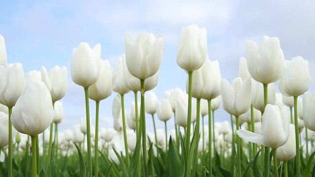 Field of white tulips blooming in the sun with slight breeze blowing them around
