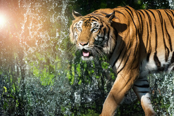 The tiger is looking for food in the forest.