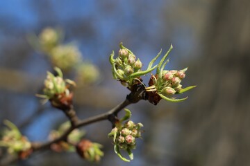 pear tree branches with blooming flower buds