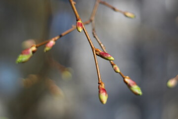 linden twigs with burst buds