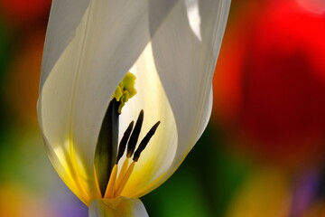 Tulpe mit Blütenstempel