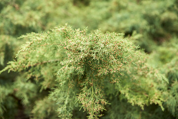 A bush of western thuja with many small cones at the ends of the shoots. Selective focus.