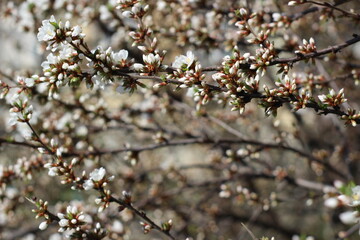 a peek through the branches of a blooming felt cherry
