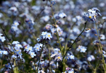 Jede Menge Vergissmeinnicht in einem Beet