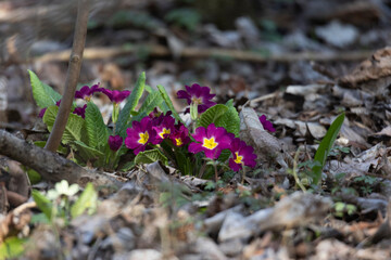overgrown primroses in forest between broken branches