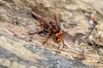 Common hornet (Vespa crabro) hunts ants on an old tree stump