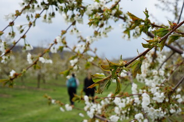 Obstblüte